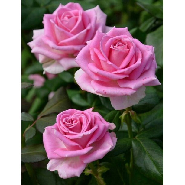 Pink Rose Seedlings Flower Seeds Perennial Growing Bonsai Corms Tubers Potted Planting Reblooming Fragrant Garden Roots Rhizomes Species Blooms Plant Bulbs Gardening Tree