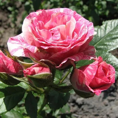 Pink Flash Rose Seedlings Flower Seeds Perennial Growing Bonsai Corms Tubers Potted Planting Reblooming Fragrant Garden Roots Rhizomes Species Blooms Plant Bulbs Gardening Tree - Seedsplant