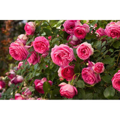 Pink Climbing Rose Seedlings Flower Seeds Perennial Growing Bonsai Corms Tubers Potted Planting Reblooming Fragrant Garden Roots Rhizomes Species Blooms Plant Bulbs Gardening Tree