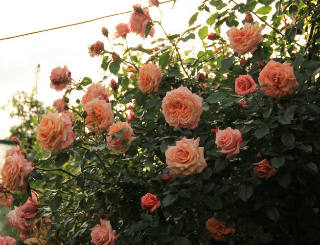 Barock Rose Seedlings Flower Seeds Perennial Growing Bonsai Corms Tubers Potted Planting Reblooming Fragrant Garden Roots Rhizomes Species Blooms Plant Bulbs Gardening Tree - Seedsplant