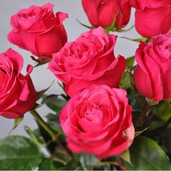 Cherry Rose Seedlings Flower Seeds Perennial Growing Bonsai Corms Tubers Potted Planting Reblooming Fragrant Garden Roots Rhizomes Species Blooms Plant Bulbs Gardening Tree