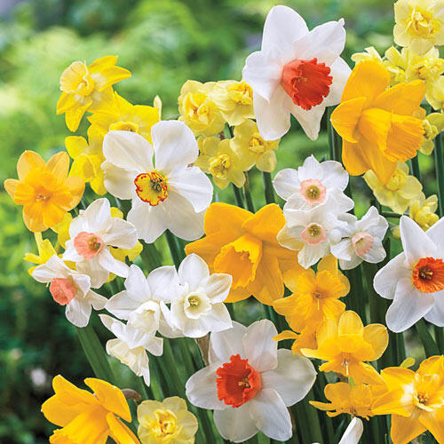 Late Spring Flowering Daffodil Mixture Narcissus Bulbs Blooms Species Growing Bonsai Roots Rhizomes Corms Tubers Potted Planting Reblooming Fragrant Garden Flower Seeds Plant