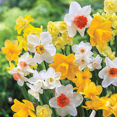 Late Spring Flowering Daffodil Mixture Narcissus Bulbs Blooms Species Growing Bonsai Roots Rhizomes Corms Tubers Potted Planting Reblooming Fragrant Garden Flower Seeds Plant