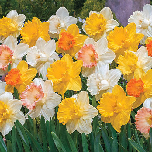 Giant Trumpet Daffodils for Naturalizing Narcissus Bulbs Blooms Species Growing Bonsai Roots Rhizomes Corms Tubers Potted Planting Reblooming Fragrant Garden Flower Seeds Plant