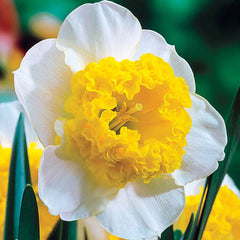 Narcissus Curly Daffodil Bulbs Blooms Species Growing Bonsai Roots Rhizomes Corms Tubers Potted Planting Reblooming Fragrant Garden Flower Seeds Plant - Seedsplant