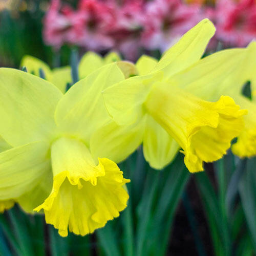 Pistachio Daffodil Narcissus Bulbs Blooms Species Growing Bonsai Roots Rhizomes Corms Tubers Potted Planting Reblooming Fragrant Garden Flower Seeds Plant