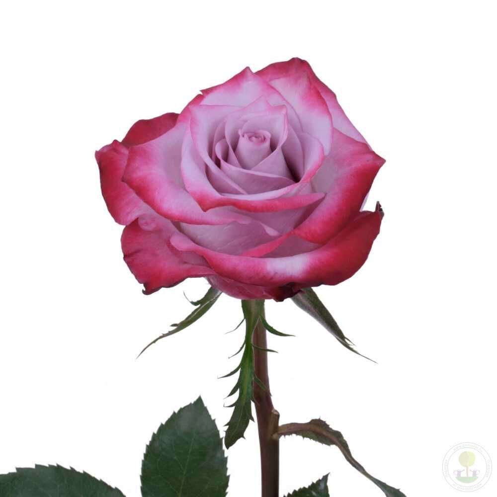 Deep Purple Rose Seedlings Flower Seeds Perennial Growing Bonsai Corms Tubers Potted Planting Reblooming Fragrant Garden Roots Rhizomes Species Blooms Plant Bulbs Gardening Tree