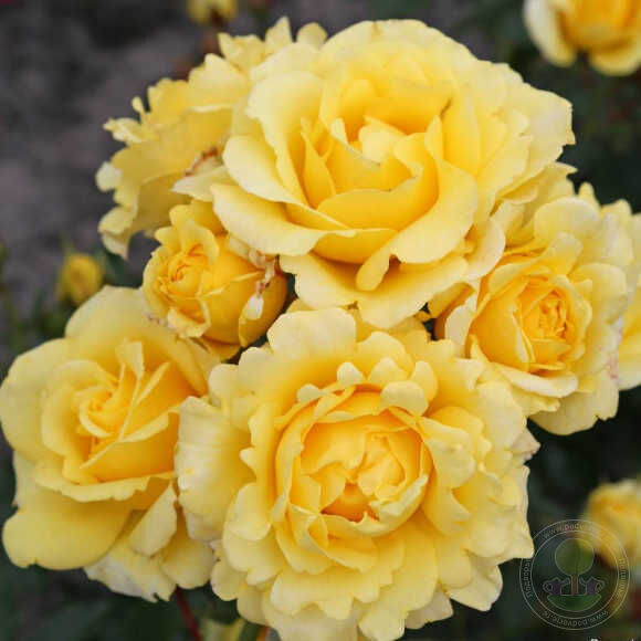 Sanmeid Rose Seedlings Flower Seeds Perennial Growing Bonsai Corms Tubers Potted Planting Reblooming Fragrant Garden Roots Rhizomes Species Blooms Plant Bulbs Gardening Tree