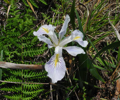Iris Douglasiana Herbert Bearded Iris Species Growing Bonsai Bulbs Roots Rhizomes Corms Tubers Potted Planting Reblooming Fragrant Garden Flower Seeds Plant