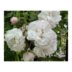 White Climbing Rose Seedlings Flower Seeds Perennial Growing Bonsai Corms Tubers Potted Planting Reblooming Fragrant Garden Roots Rhizomes Species Blooms Plant Bulbs Gardening Tree