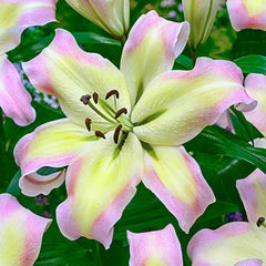 Spotlight Lily Tree Collection Lily Blooms Species Growing Bonsai Bulbs Roots Rhizomes Corms Tubers Potted Planting Reblooming Fragrant Garden Flower Seeds Plant - Seedsplant