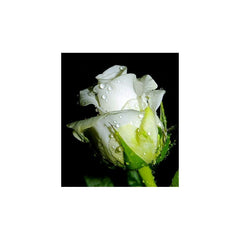 White Rose Seedlings Flower Seeds Perennial Growing Bonsai Corms Tubers Potted Planting Reblooming Fragrant Garden Roots Rhizomes Species Blooms Plant Bulbs Gardening Tree