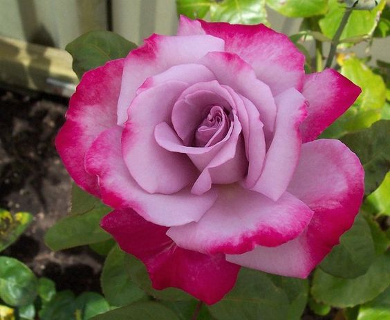 Purple Pink  Rose Seedlings Flower Seeds Perennial Growing Bonsai Corms Tubers Potted Planting Reblooming Fragrant Garden Roots Rhizomes Species Blooms Plant Bulbs Gardening Tree