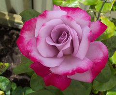 Purple Pink  Rose Seedlings Flower Seeds Perennial Growing Bonsai Corms Tubers Potted Planting Reblooming Fragrant Garden Roots Rhizomes Species Blooms Plant Bulbs Gardening Tree