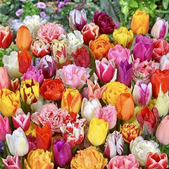 Finola Double Tulip 2 Bulbs Flower Bulbs Peony Tulips Fragrant Spring May Flowers