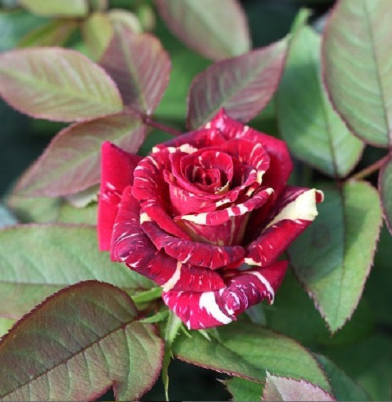 Red White Rose Seedlings Flower Seeds Perennial Growing Bonsai Corms Tubers Potted Planting Reblooming Fragrant Garden Roots Rhizomes Species Blooms Plant Bulbs Gardening Tree - Seedsplant