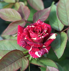 Red White Rose Seedlings Flower Seeds Perennial Growing Bonsai Corms Tubers Potted Planting Reblooming Fragrant Garden Roots Rhizomes Species Blooms Plant Bulbs Gardening Tree - Seedsplant