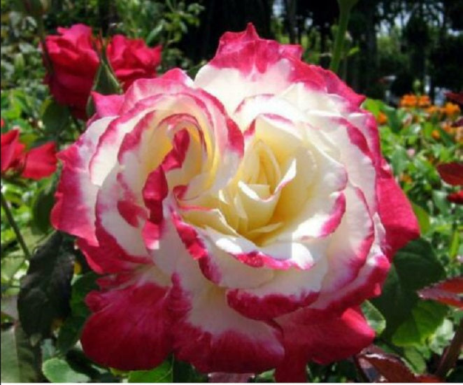 Pink White Rose Seedlings Flower Seeds Perennial Growing Bonsai Corms Tubers Potted Planting Reblooming Fragrant Garden Roots Rhizomes Species Blooms Plant Bulbs Gardening Tree