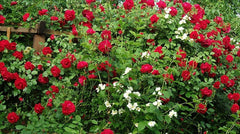 Trust Rose Seedlings Flower Seeds Perennial Growing Bonsai Corms Tubers Potted Planting Reblooming Fragrant Garden Roots Rhizomes Species Blooms Plant Bulbs Gardening Tree