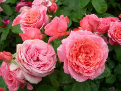 Institut Rose Seedlings Flower Seeds Perennial Growing Bonsai Corms Tubers Potted Planting Reblooming Fragrant Garden Roots Rhizomes Species Blooms Plant Bulbs Gardening Tree