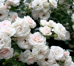 Aspirin Rose Seedlings Flower Seeds Perennial Growing Bonsai Corms Tubers Potted Planting Reblooming Fragrant Garden Roots Rhizomes Species Blooms Plant Bulbs Gardening Tree