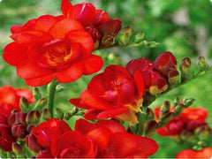 Double Red Freesia Bulbs Growing Bonsai Roots Rhizomes Corms Tubers Potted Planting Reblooming Fragrant Garden Species Blooms Flower Seeds Plant Gardening