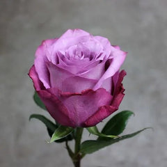 Modi Blue Rose Seedlings Flower Seeds Perennial Growing Bonsai Corms Tubers Potted Planting Reblooming Fragrant Garden Roots Rhizomes Species Blooms Plant Bulbs Gardening Tree