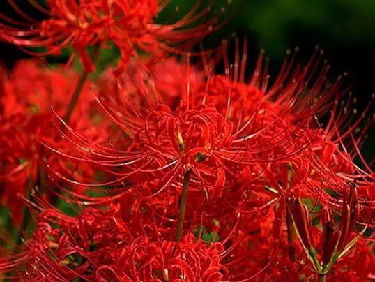 Talon Lycoris Spider Lilies Bulbs Radiata Hurricane Lily Cluster Amayllis Growing Bonsai Roots Rhizomes Corms Tubers Potted Planting Reblooming Fragrant Garden Species Blooms Flower Seeds Plant Gardening