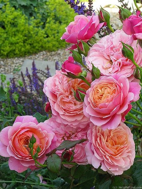 Redoute Rose Seedlings Flower Seeds Perennial Growing Bonsai Corms Tubers Potted Planting Reblooming Fragrant Garden Roots Rhizomes Species Blooms Plant Bulbs Gardening Tree