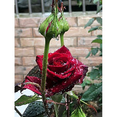 Strong Red Rose Seedlings Flower Seeds Perennial Growing Bonsai Corms Tubers Potted Planting Reblooming Fragrant Garden Roots Rhizomes Species Blooms Plant Bulbs Gardening Tree