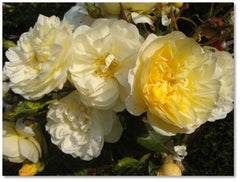 Feuillerie Rose Seedlings Flower Seeds Perennial Growing Bonsai Corms Tubers Potted Planting Reblooming Fragrant Garden Roots Rhizomes Species Blooms Plant Bulbs Gardening Tree