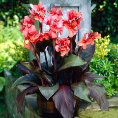 Monrovia Canna Bulbs Perennial Growing Bonsai Roots Rhizomes Corms Tubers Potted Planting Reblooming Fragrant Garden Species Blooms Flower Seeds Plant Gardening - Seedsplant