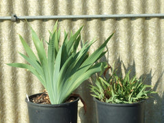 On Deck Reblooming Bearded Iris Species Growing Bonsai Bulbs Roots Rhizomes Corms Tubers Potted Planting Reblooming Fragrant Garden Flower Seeds Plant