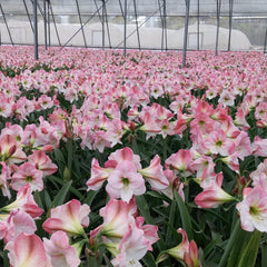 Apple Blossom Amaryllis Hippeastrum Blooms Species Growing Bonsai Bulbs Roots Rhizomes Corms Tubers Potted Planting Reblooming Fragrant Garden Flower Seeds Plant  Size 12-16cm