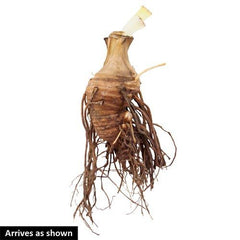 Vicar Bearded Iris Species Growing Bonsai Bulbs Roots Rhizomes Corms Tubers Potted Planting Reblooming Fragrant Garden Flower Seeds Plant