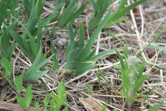 Iris Tenuis Watson Bearded Iris Species Growing Bonsai Bulbs Roots Rhizomes Corms Tubers Potted Planting Reblooming Fragrant Garden Flower Seeds Plant