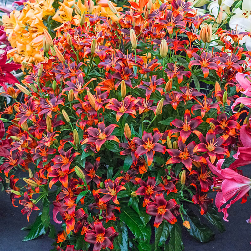 growing asiatic lilies Forever Susan Asiatic Lily Species Growing Bonsai Bulbs Roots Rhizomes Corms Tubers Potted Planting Reblooming Fragrant Garden Flower Seeds Plant