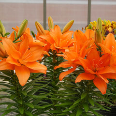 Tiny Double Dutch Lily Large Double Lilies Lily Species Growing Bonsai Bulbs Roots Rhizomes Corms Tubers Potted Planting Reblooming Fragrant Garden Flower Seeds Plant