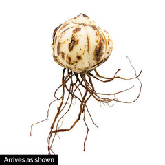 Stracciatella Event Asiatic Hybrid Lily Blooms Species Growing Bonsai Bulbs Roots Rhizomes Corms Tubers Potted Planting Reblooming Fragrant Garden Flower Seeds Plant - Seedsplant