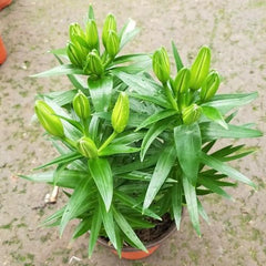 Silverside Oriental Hybrid Lily Blooms Species Growing Bonsai Bulbs Roots Rhizomes Corms Tubers Potted Planting Reblooming Fragrant Garden Flower Seeds Plant