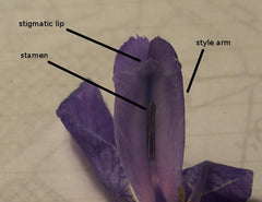 Iris species Iris Roots Bulbs Garden Fragrant Flower Seeds Plants Multiply Rapidly Gorgeous Reblooming Home Balcony Bonsai Hybrids Spanish Irises Dutch Irises