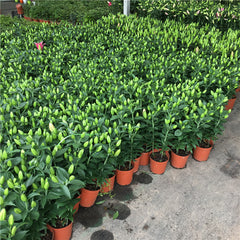 Maldano Orienpet Lily Blooms Species Growing Bonsai Bulbs Roots Rhizomes Corms Tubers Potted Planting Reblooming Fragrant Garden Flower Seeds Plant