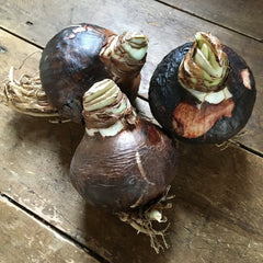 Rilona Amaryllis Hippeastrum Blooms Species Growing Bonsai Bulbs Roots Rhizomes Corms Tubers Potted Planting Reblooming Fragrant Garden Flower Seeds Plant  Size 12-16cm