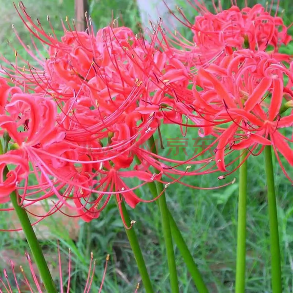 Top Red Lycoris Spider Lilies Bulbs Radiata Hurricane Lily Cluster Amayllis Growing Bonsai Roots Rhizomes Corms Tubers Potted Planting Reblooming Fragrant Garden Species Blooms Flower Seeds Plant Gardening