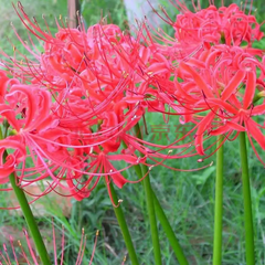 Top Red Lycoris Spider Lilies Bulbs Radiata Hurricane Lily Cluster Amayllis Growing Bonsai Roots Rhizomes Corms Tubers Potted Planting Reblooming Fragrant Garden Species Blooms Flower Seeds Plant Gardening