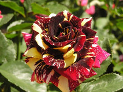 Dabra Rose Seedlings Flower Seeds Perennial Growing Bonsai Corms Tubers Potted Planting Reblooming Fragrant Garden Roots Rhizomes Species Blooms Plant Bulbs Gardening Tree
