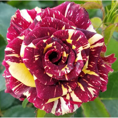 Abradabra Rose Seedlings Flower Seeds Perennial Growing Bonsai Corms Tubers Potted Planting Reblooming Fragrant Garden Roots Rhizomes Species Blooms Plant Bulbs Gardening Tree