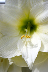Jumbo Amaryllis Christmas Gift Hippeastrum Blooms Species Growing Bonsai Bulbs Roots Rhizomes Corms Tubers Potted Planting Reblooming Fragrant Garden Flower Seeds Plant  Size 12-16cm
