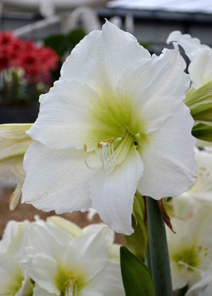 Jumbo Amaryllis Christmas Gift Hippeastrum Blooms Species Growing Bonsai Bulbs Roots Rhizomes Corms Tubers Potted Planting Reblooming Fragrant Garden Flower Seeds Plant  Size 12-16cm