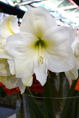 Jumbo Amaryllis Christmas Gift Hippeastrum Blooms Species Growing Bonsai Bulbs Roots Rhizomes Corms Tubers Potted Planting Reblooming Fragrant Garden Flower Seeds Plant  Size 12-16cm